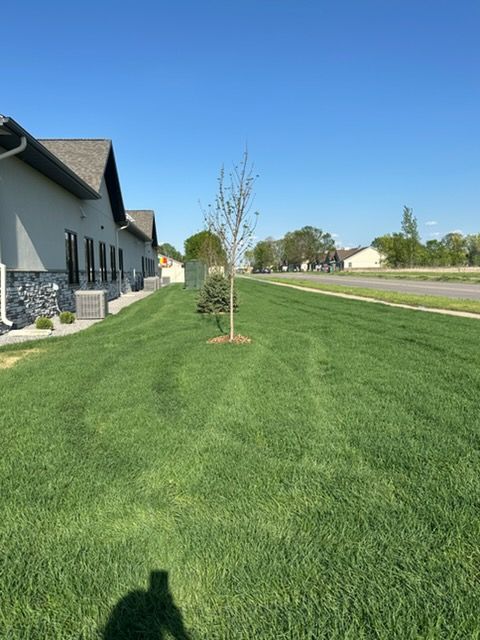 Suburban sidewalk with young tree, green lawn, and houses under a clear blue sky