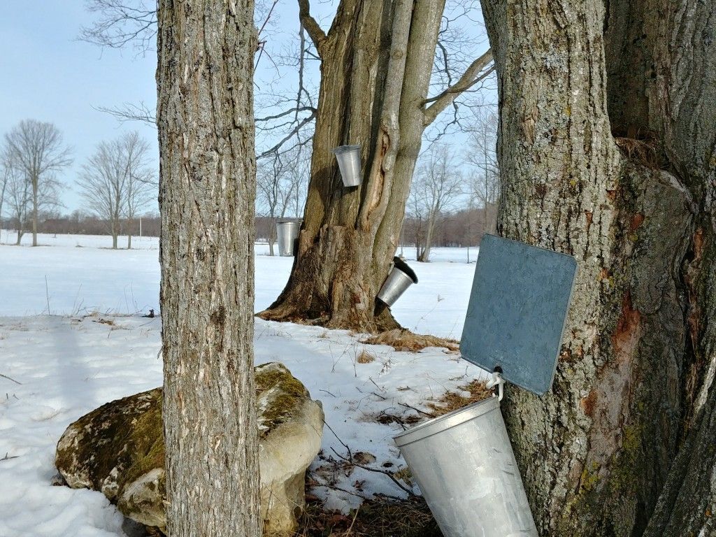 maple buckets