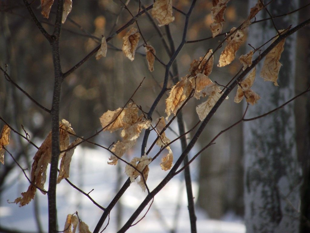 winter leaves