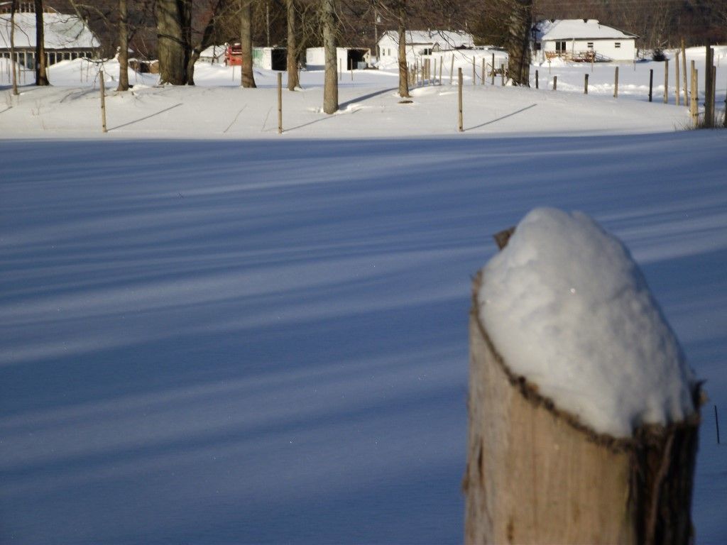 winter field