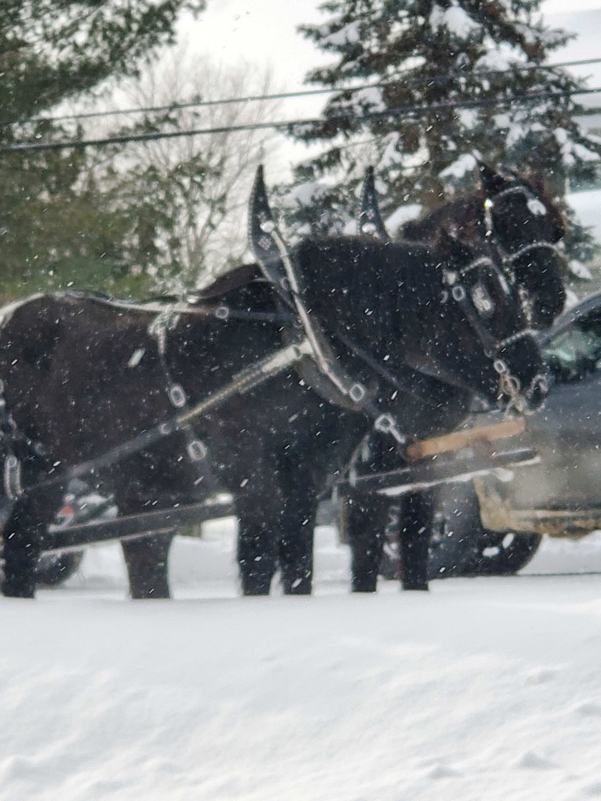 parade horse