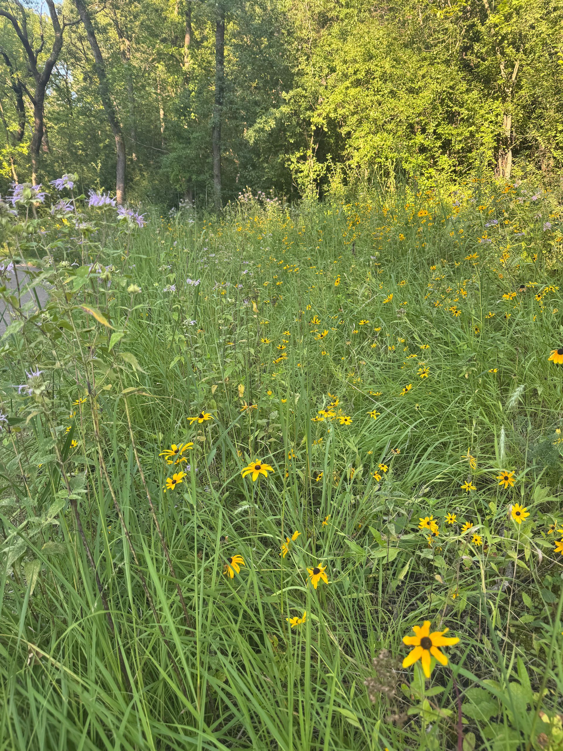 Sibley State Park Wildflowers