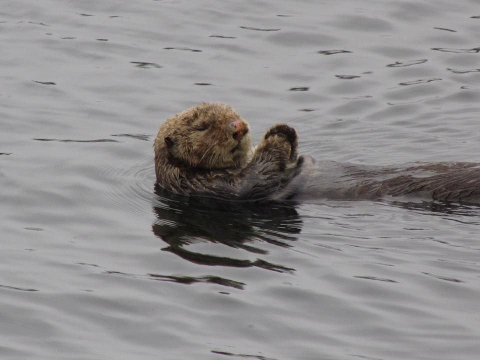 Sea otter floats on its back, holding a small object, in calm gray water.