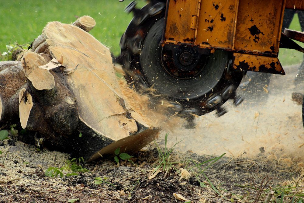 Chainsaw cutting through a large tree trunk, with wood chips and dust flying on the ground.