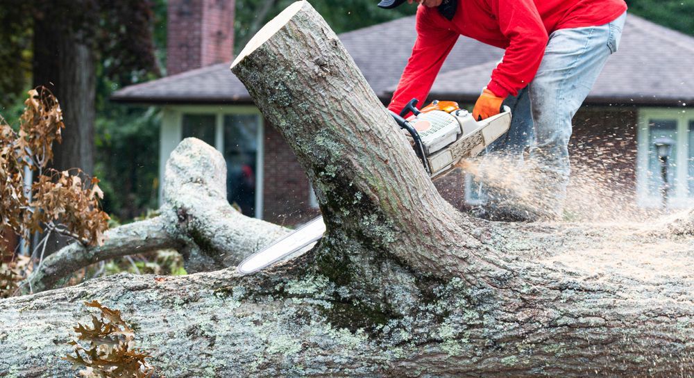 Person in red operating a chainsaw to cut a large fallen tree branch in a yard