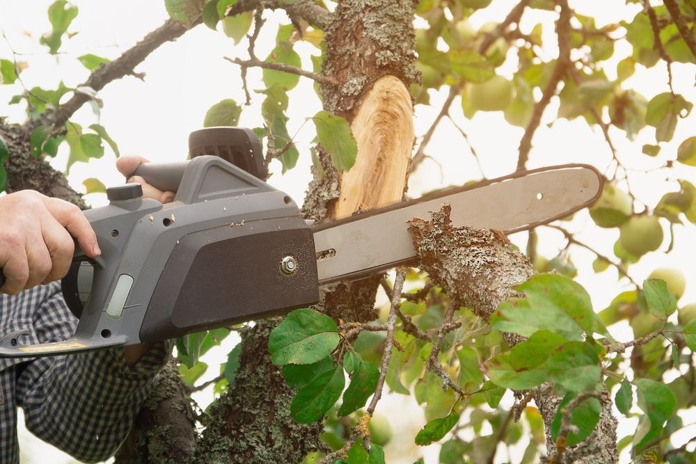 Hands using a chainsaw to cut a tree branch amid green foliage