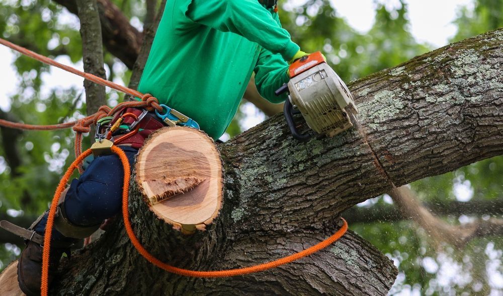 Worker using a chainsaw to cut a large tree limb while secured with safety ropes