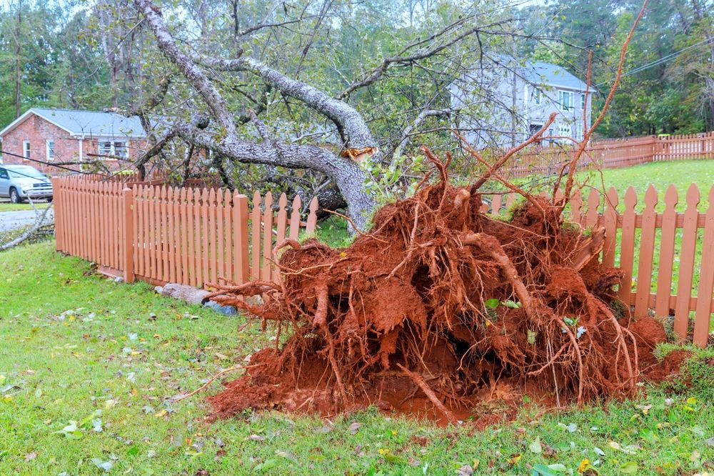 Uprooted tree with exposed roots lying on a grassy yard beside a wooden fence after storm damage