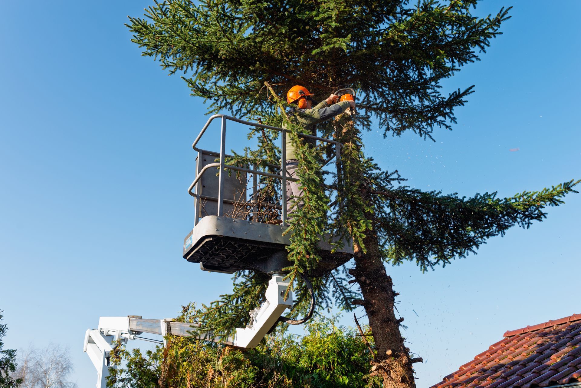 Worker in a bucket lift trimming a tall tree against a clear blue sky