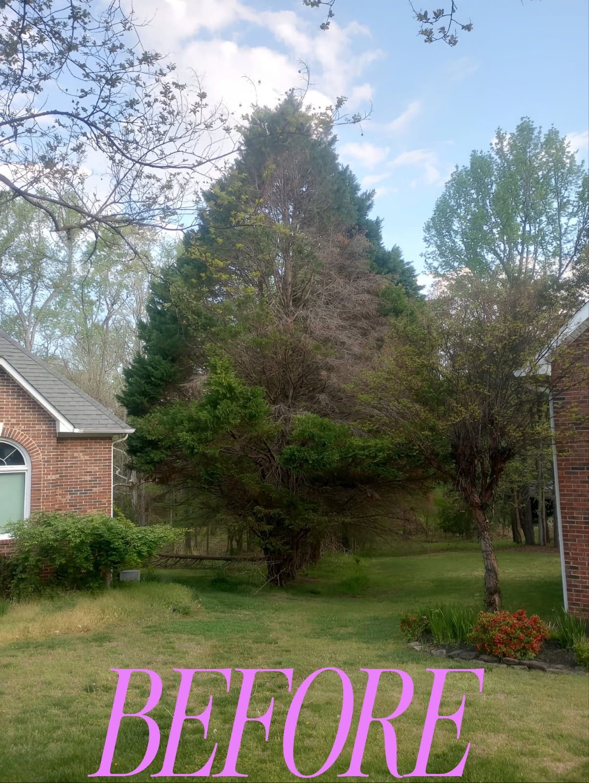 Backyard tree before pruning, with house and lawn in the background