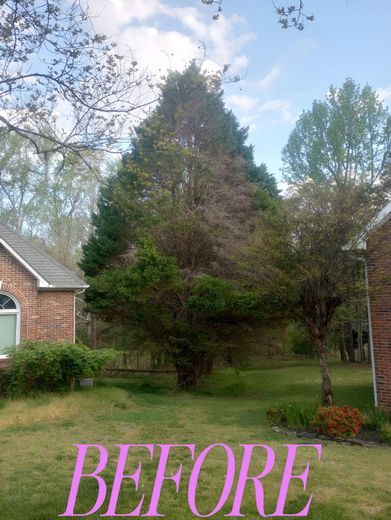 Backyard tree before pruning, with house and lawn in the background