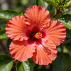 Hawaiian hibiscus flower