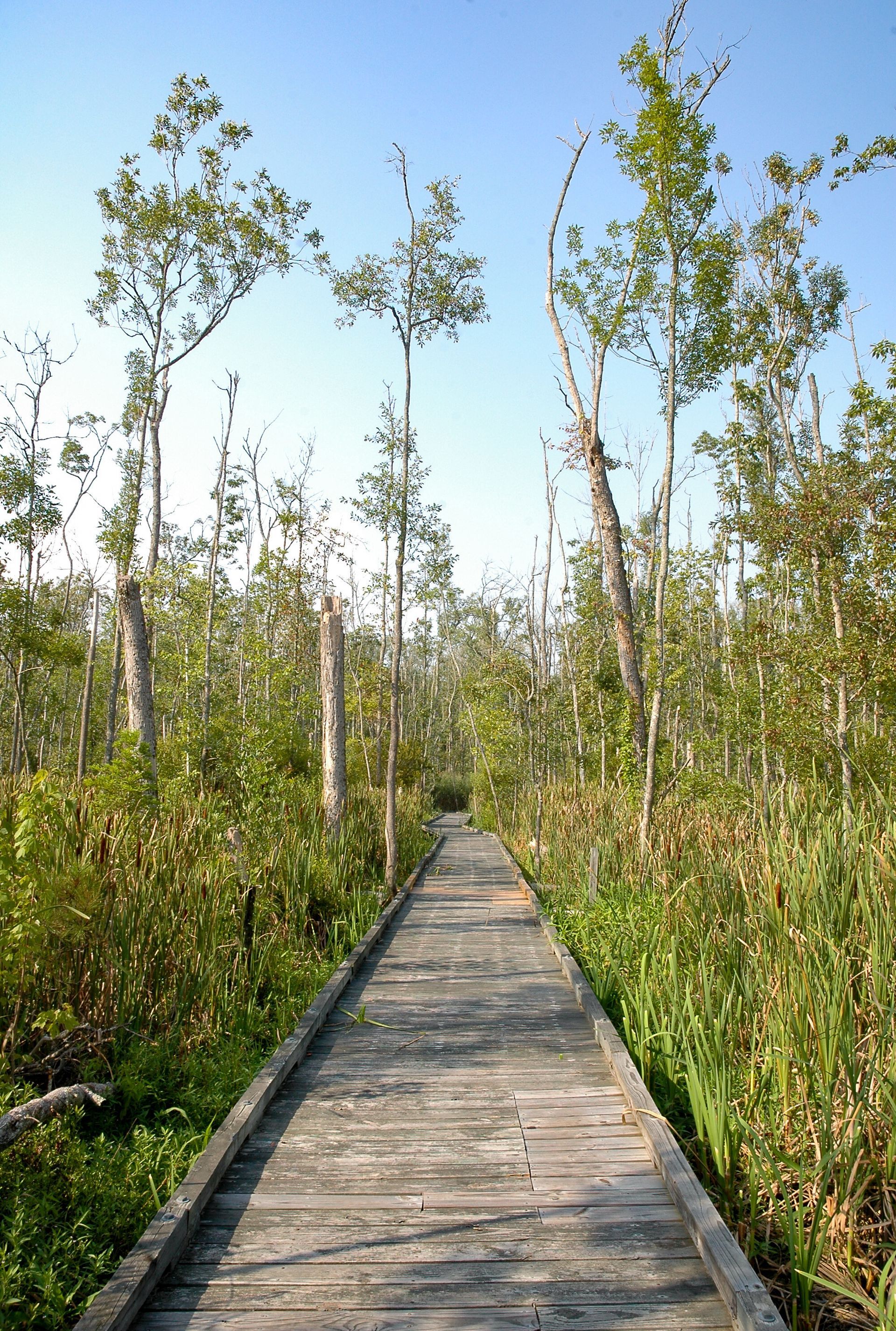 A wooden walkway going through a lush green forest.