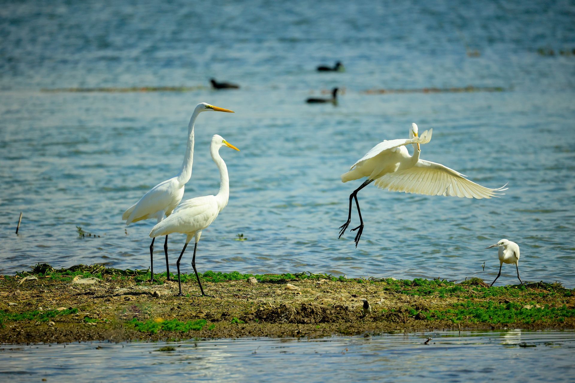 Three white birds are standing on a small island in the middle of a lake.