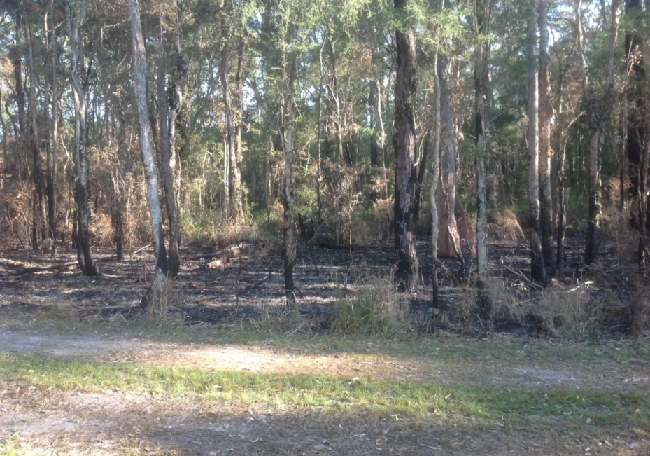 Forest Scene With Charred Trees and Blackened Ground  — S M & A J Gilbert Earthmoving in Mitchells Island, NSW
