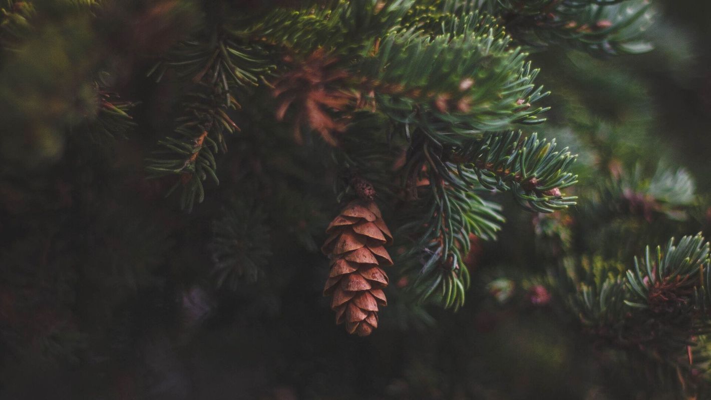 Pine cone hanging from a green evergreen branch with a soft, dark blurred background