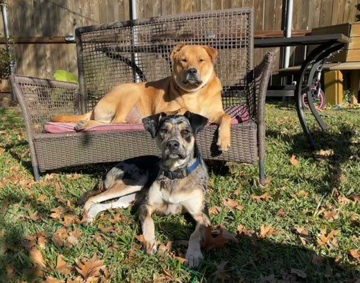 Rex and Rhea