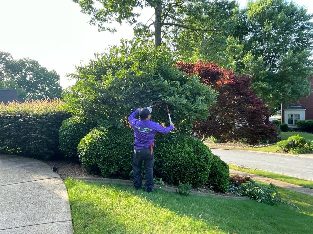 Man trimming a green bush with long-handled shears in front of a house, sunny day.
