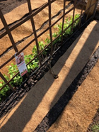 A close up of a fence with plants growing on it.