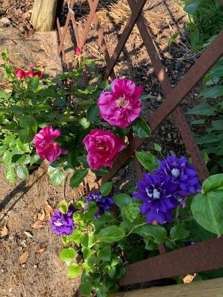 Purple and pink flowers are growing in a garden next to a wooden fence.