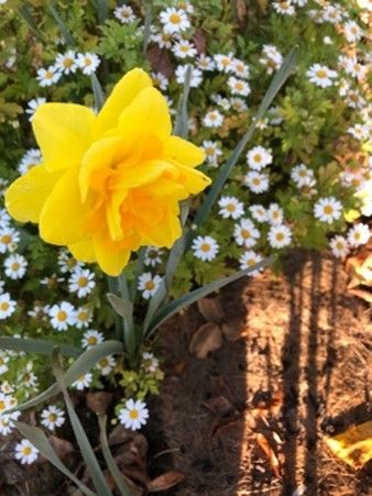 A yellow daffodil is surrounded by white daisies in a garden.