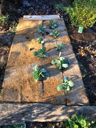 A row of plants growing on a piece of wood in a garden.