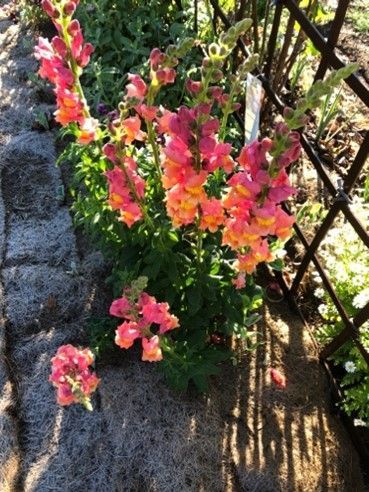 A bunch of pink and orange flowers are growing in a garden next to a fence.
