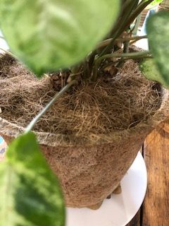 A close up of a plant in a pot on a table.