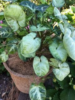 A potted plant with green leaves is sitting on a wooden table.
