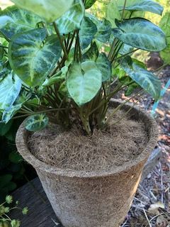 A potted plant is sitting on a wooden table.