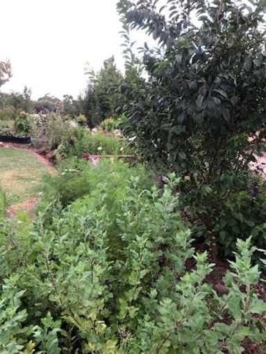 A garden filled with lots of green plants and trees.
