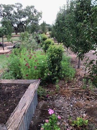 A garden filled with lots of plants and trees.