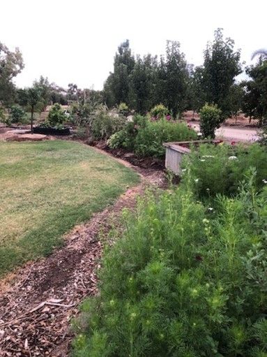 A lush green garden with lots of trees and bushes