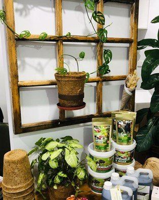 A wooden shelf with potted plants and bottles on it.