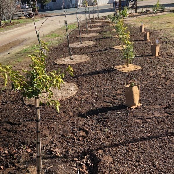 A row of trees are lined up in a garden