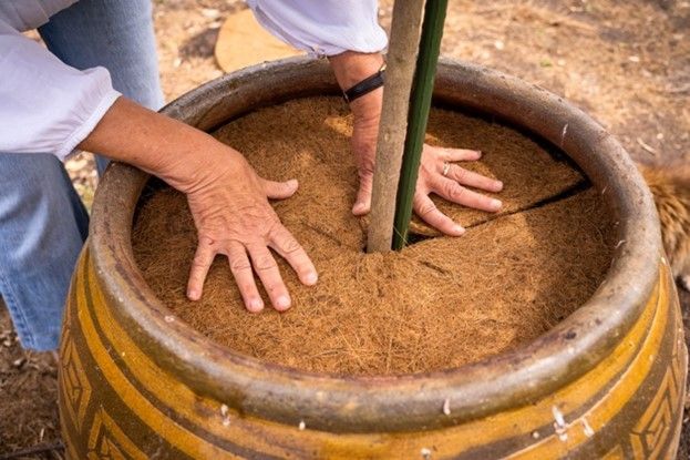 A person is planting a tree in a pot with their hands.