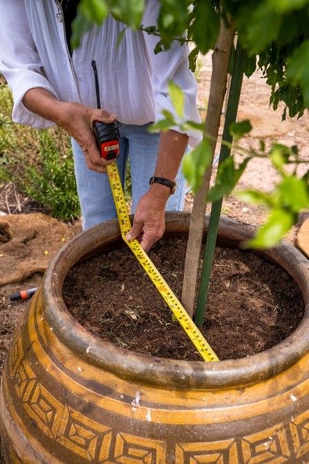 A woman is measuring a potted plant with a tape measure.