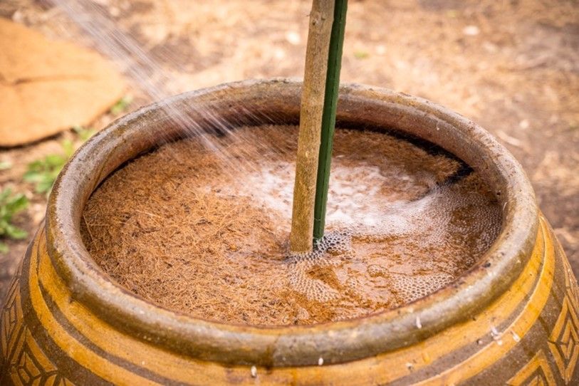 A potted plant is being watered with a hose.