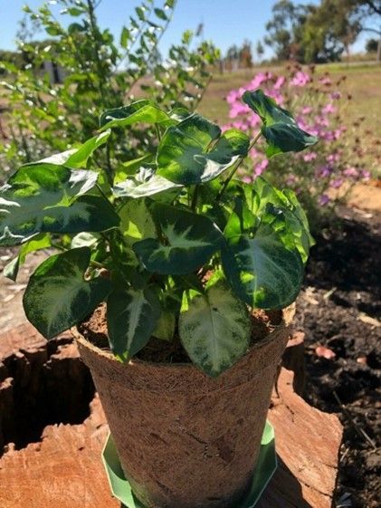 A potted plant is sitting on top of a wooden table.