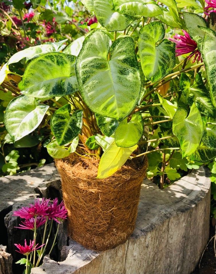 A potted plant is sitting on top of a wooden stump.