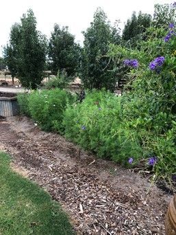 A row of purple flowers are growing in a garden.