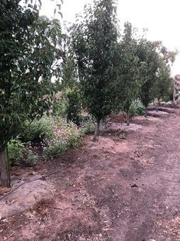 A dirt road surrounded by trees and bushes in a garden.