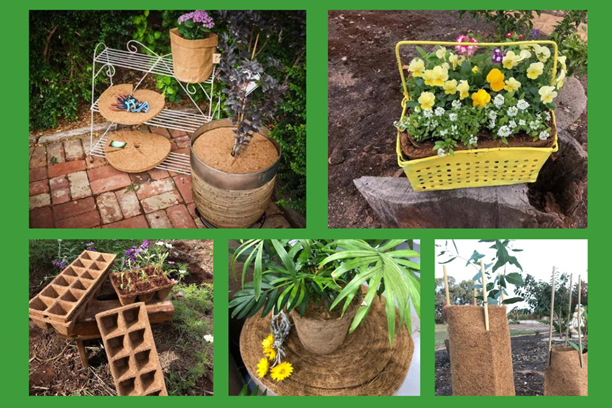 A collage of four pictures of potted plants on a green background.