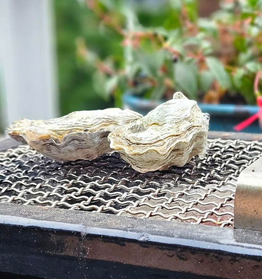 Oesters met Ponzudressing van de BBQ