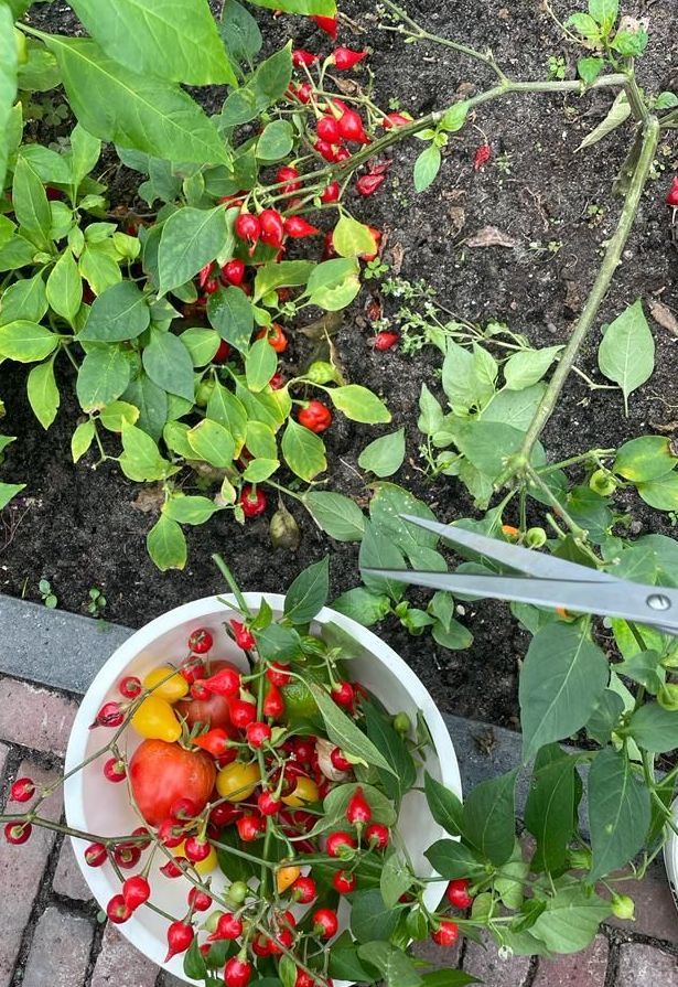 Sambal uit de kas