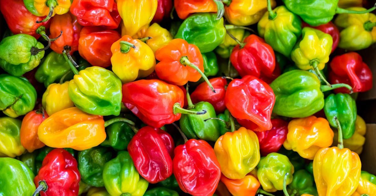 Scotch Bonnet Pepper Scotch Bonnet Pepper