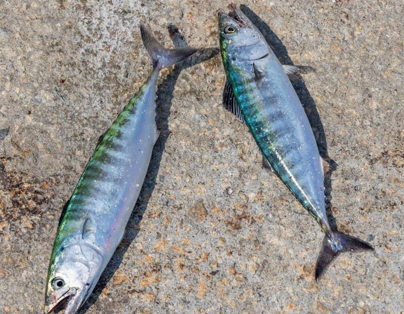 Mahi Mahi