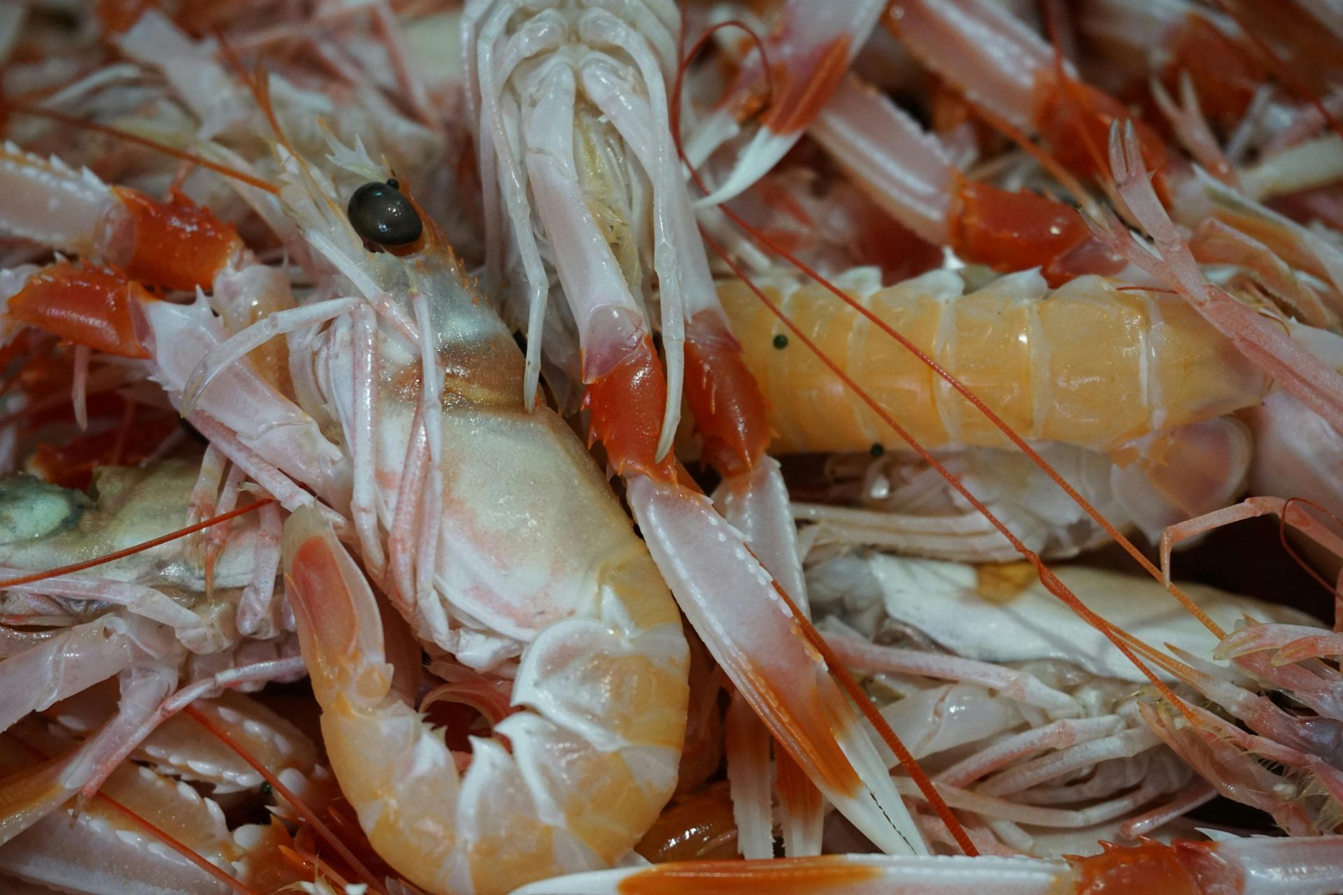 Langoustines
