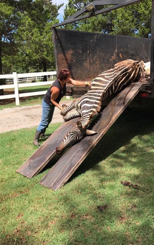 dead giraffe