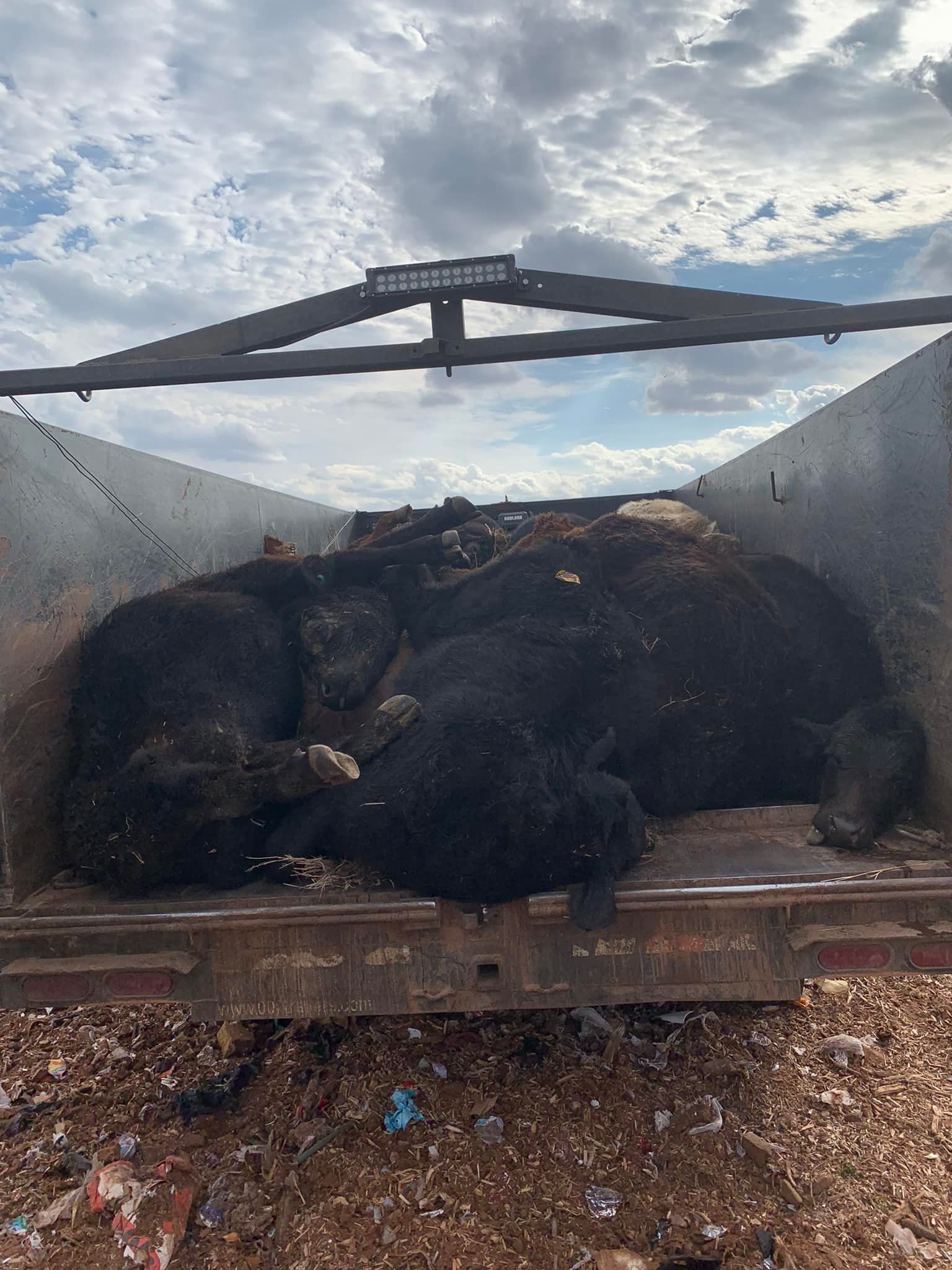 dead cattle on truck
